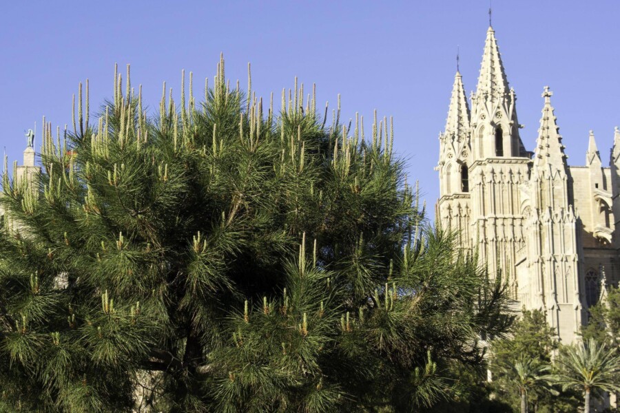 Gdzie jest kościół Sagrada Familia i dlaczego warto go odwiedzić?